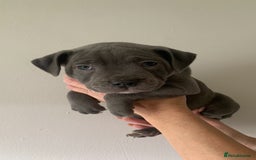 Staffordshire Bull Terrier dogs for sale: Staffordshire bull terrier puppies | blue staff - Image 1