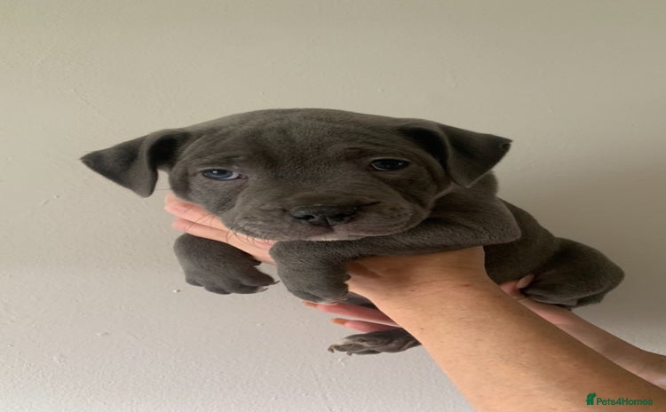 Staffordshire Bull Terrier dogs - Advert 15