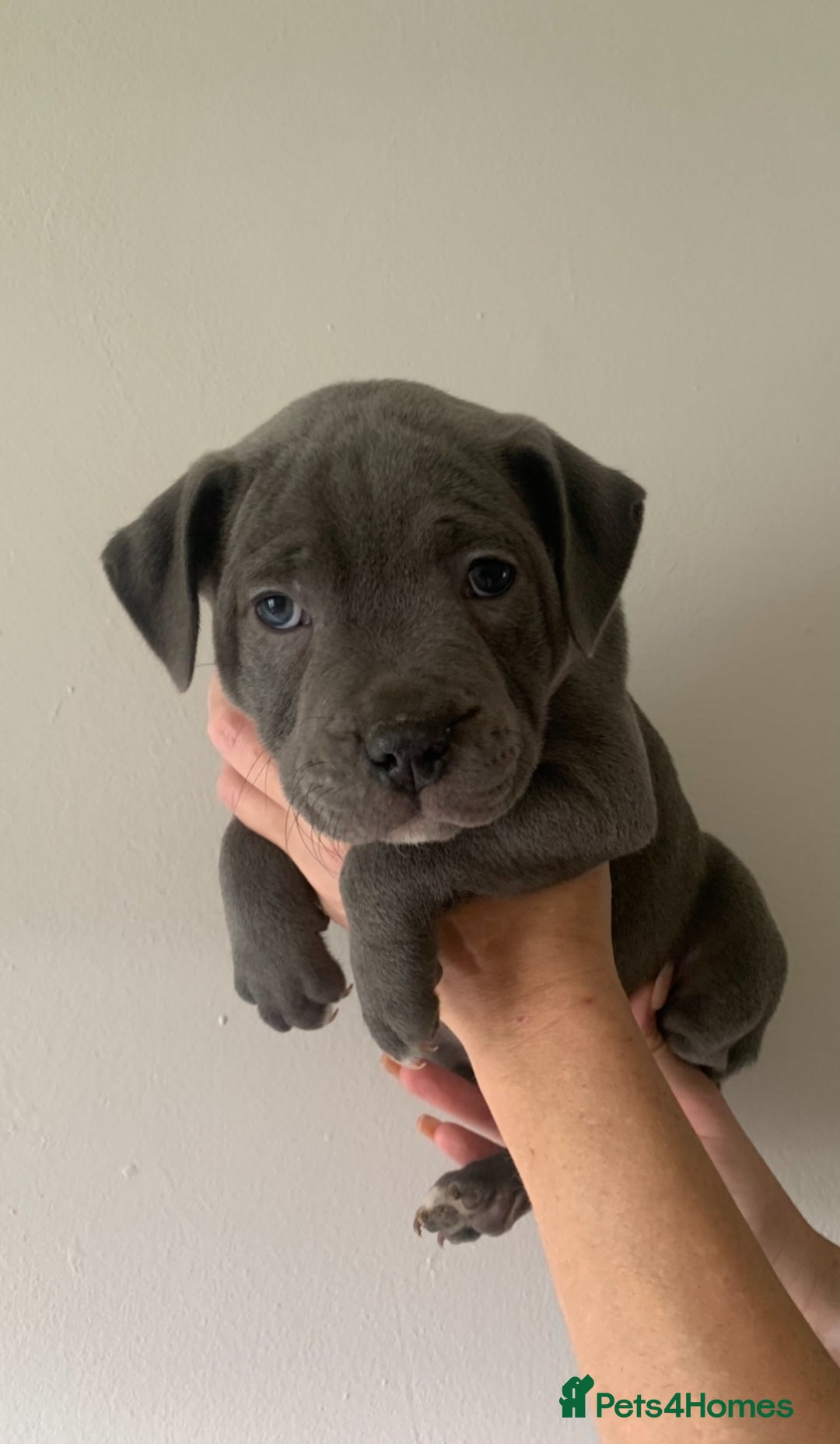 Staffordshire Bull Terrier dogs for sale: Staffordshire bull terrier puppies | blue staff - Image 1