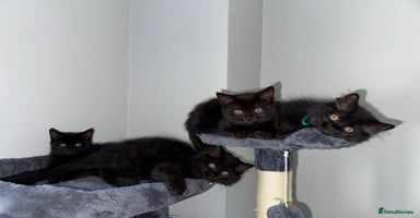 British Longhair cats - Advert 16