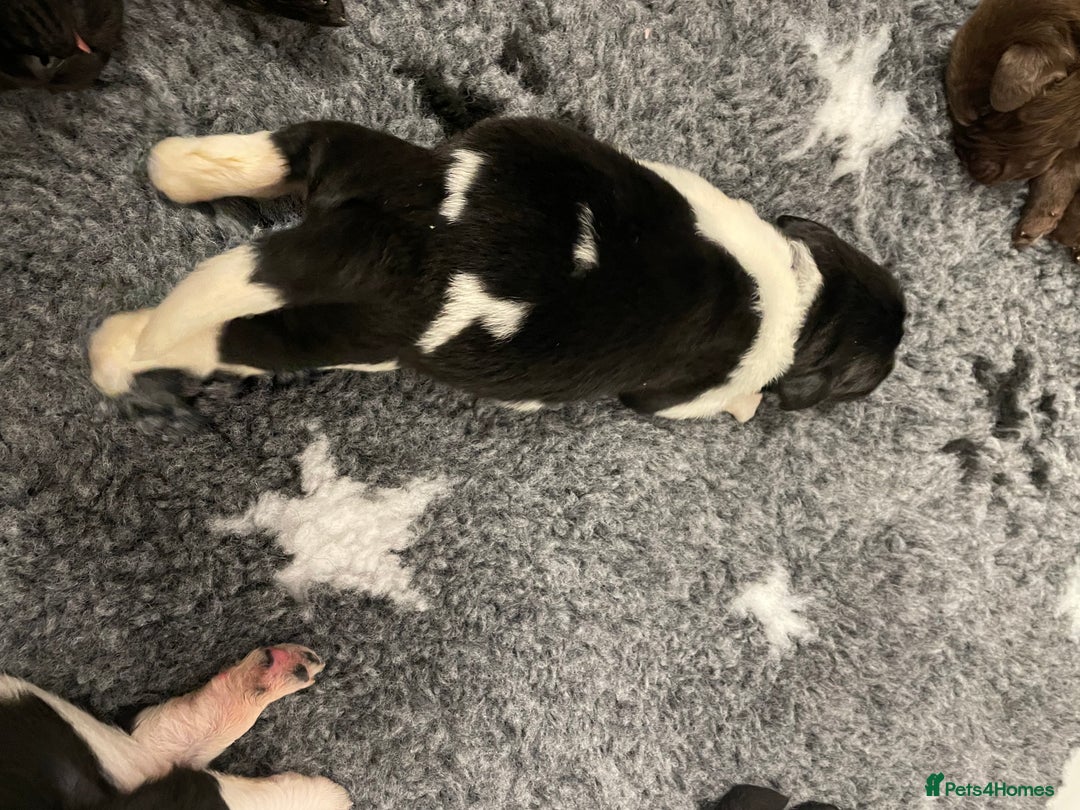 Newfoundland dogs for stud: KC REGISTERED NEWFOUNDLAND STUD HEALTH TESTED  in Basildon - Advert 25