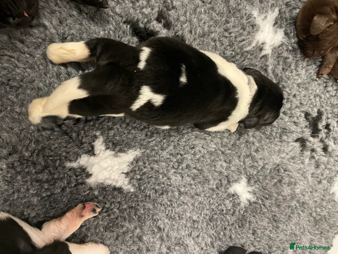 Newfoundland dogs for stud: KC REGISTERED NEWFOUNDLAND STUD HEALTH TESTED  in Basildon - Advert 25