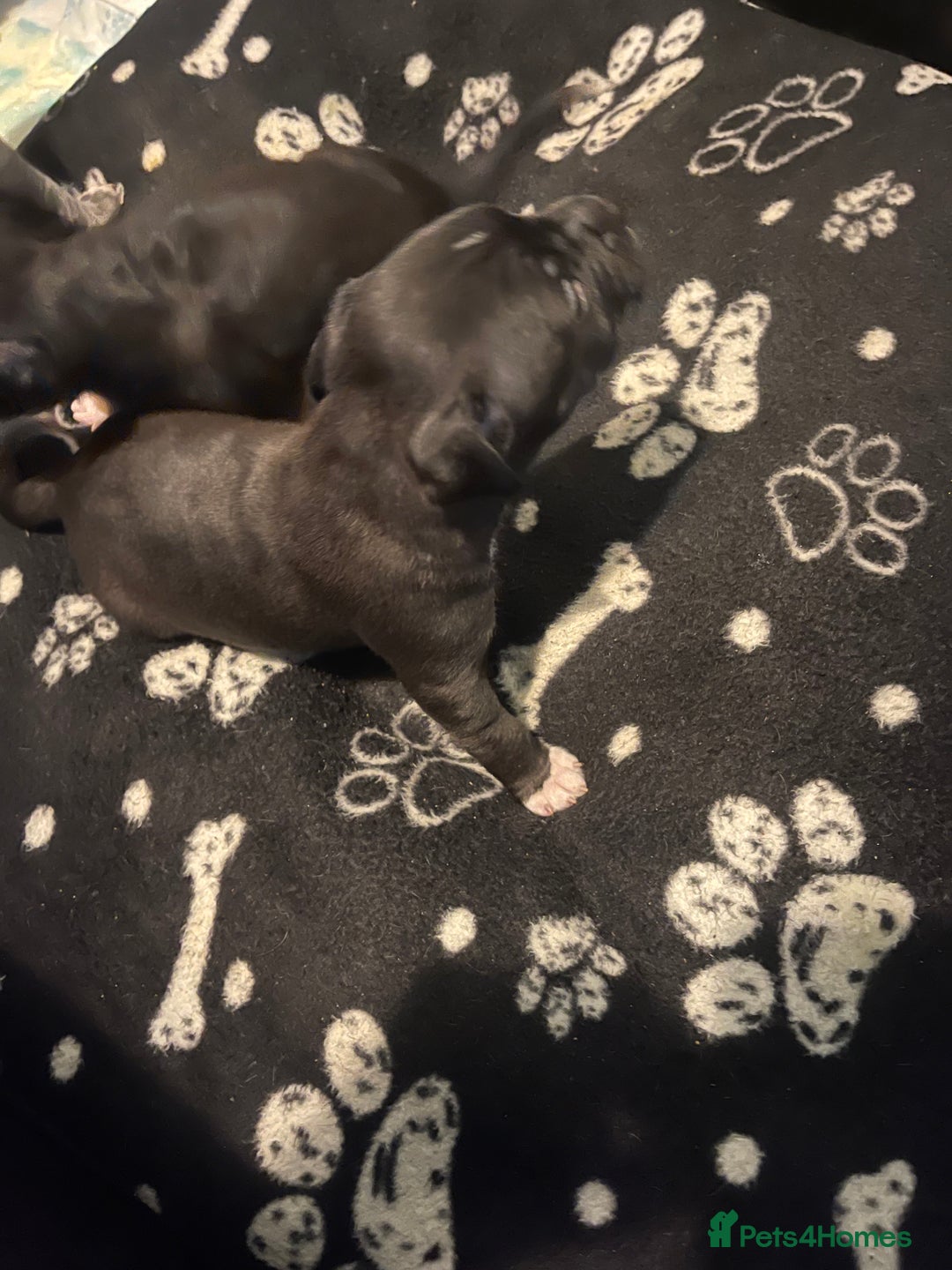 Staffordshire Bull Terrier dogs for sale: Staffordshire bullterrier male - Advert 3