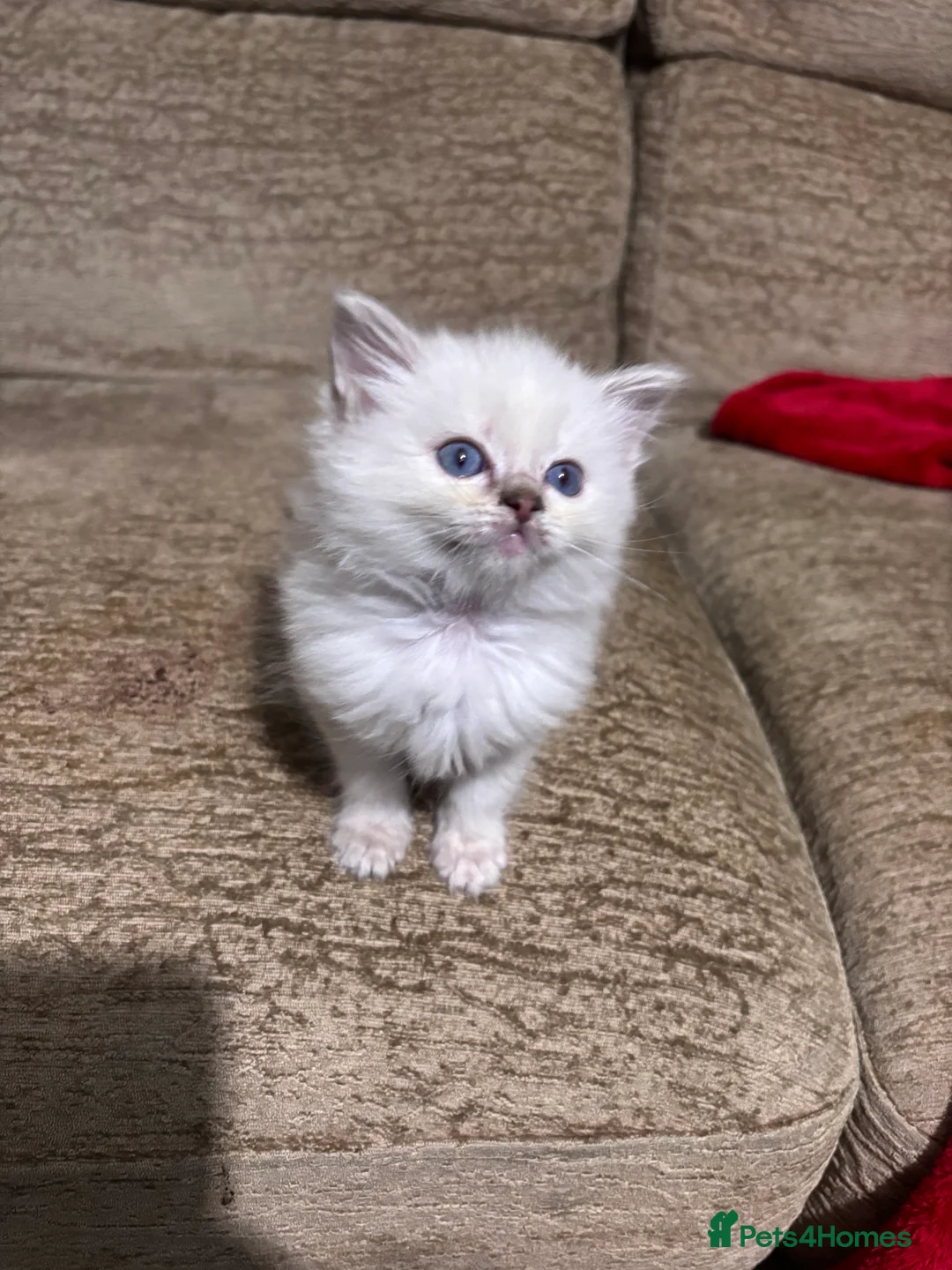 Ragdoll cats for stud: Lilac tabby colourpoint for stud - Advert 8