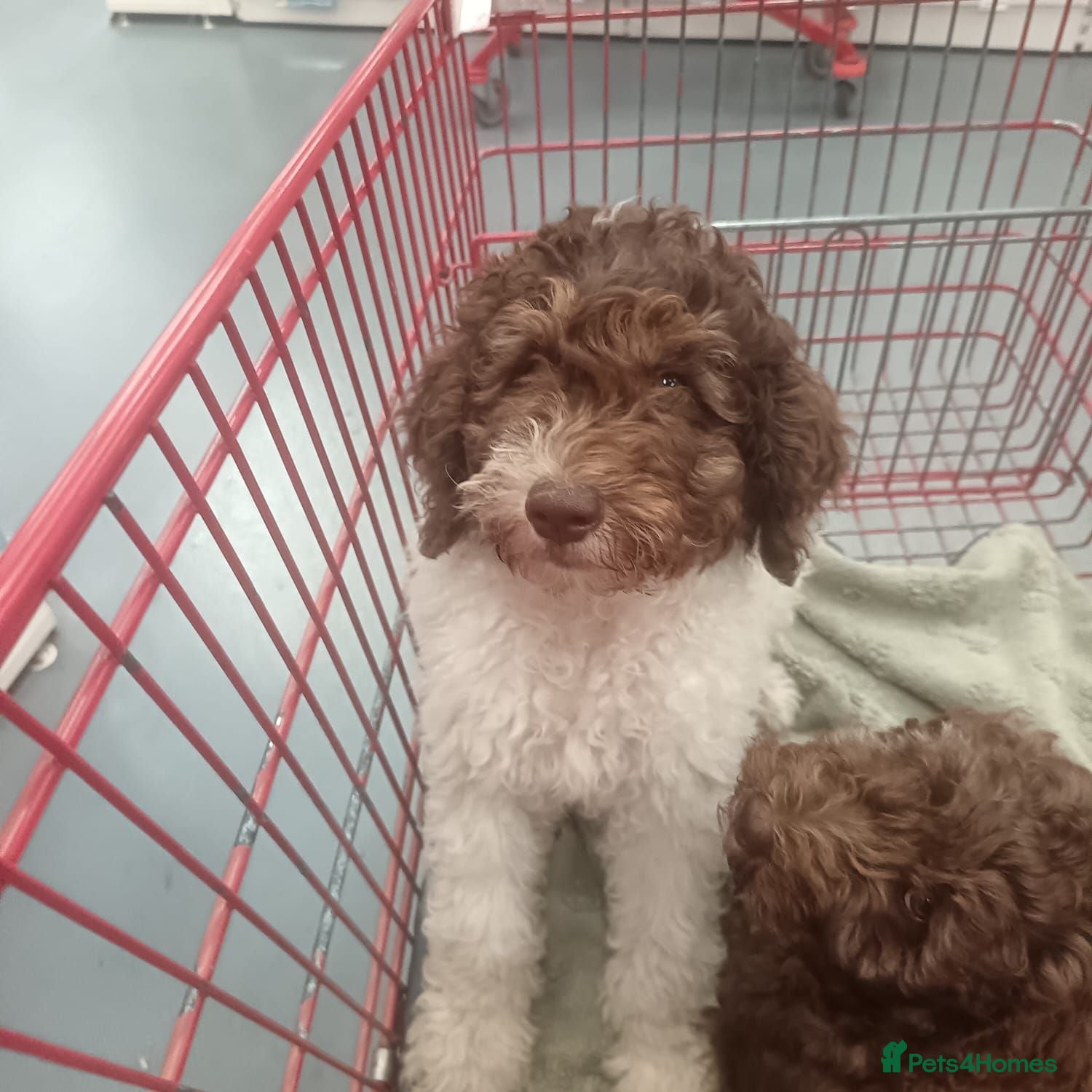 Labradoodle dogs 🌈Hard work has been done, we r socialising him🌈 - Advert 1