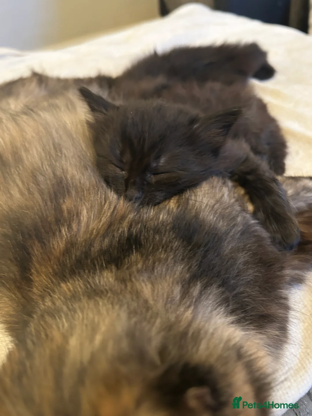 Mixed Breed cats for sale: Two little bundles of joy. - Advert 4