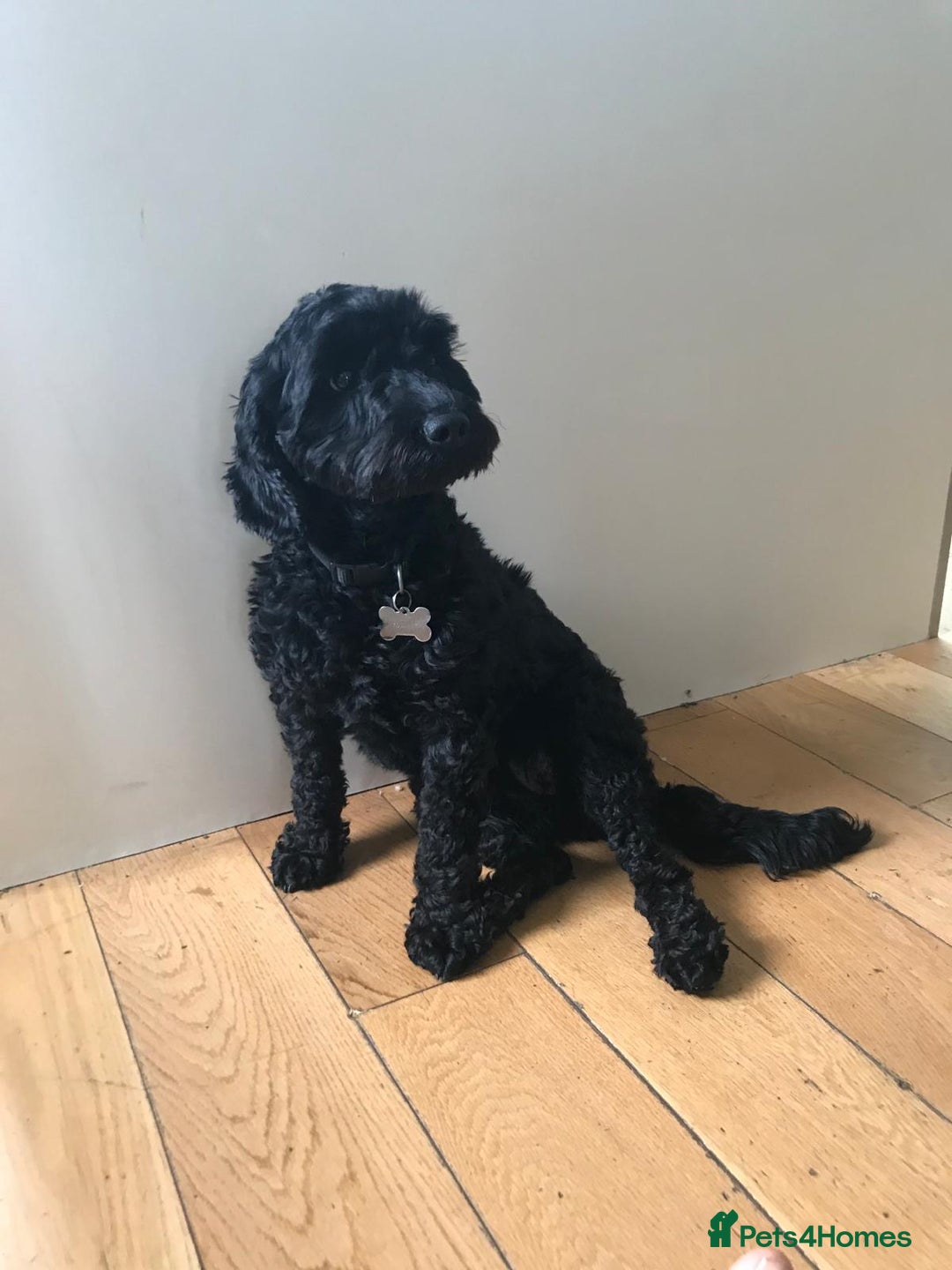 Cockapoo dogs for sale: Lola female cockapoo - Advert 3