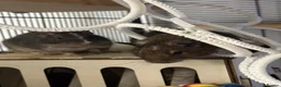 Degus rodents for sale: Two stunning male degus (ochre and slate)  - Advert 5