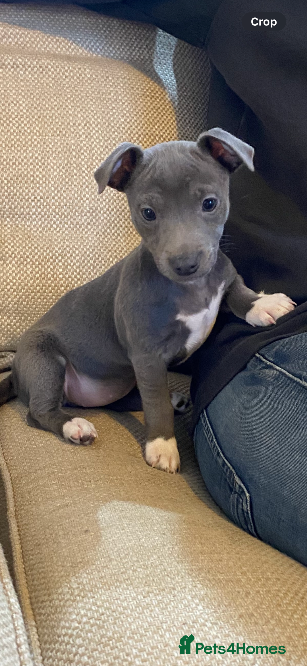 Jack Russell dogs for sale:  beautiful All blue smooth coated short legged JRT - Advert 9