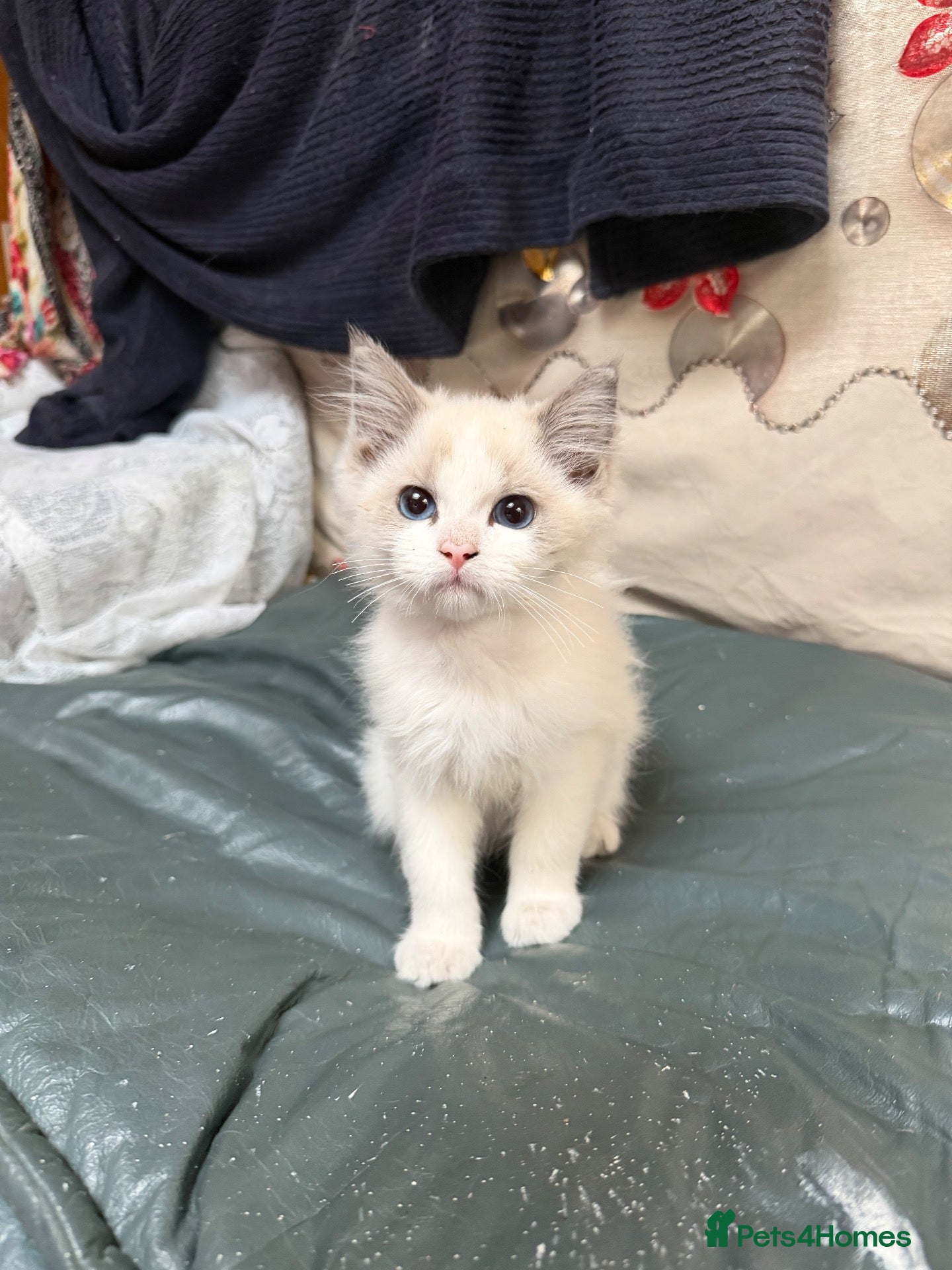 Ragdoll cats 2 left beautiful ragdoll male kittens - Advert 2