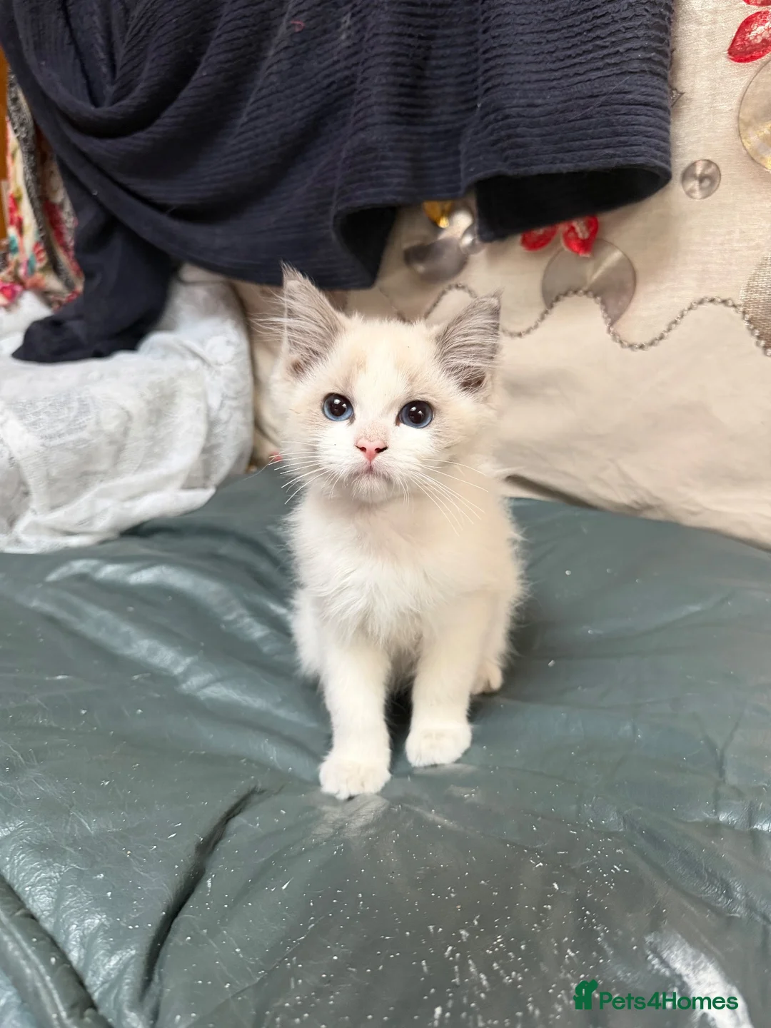 Ragdoll cats for sale: 2 left beautiful ragdoll male kittens - Advert 2