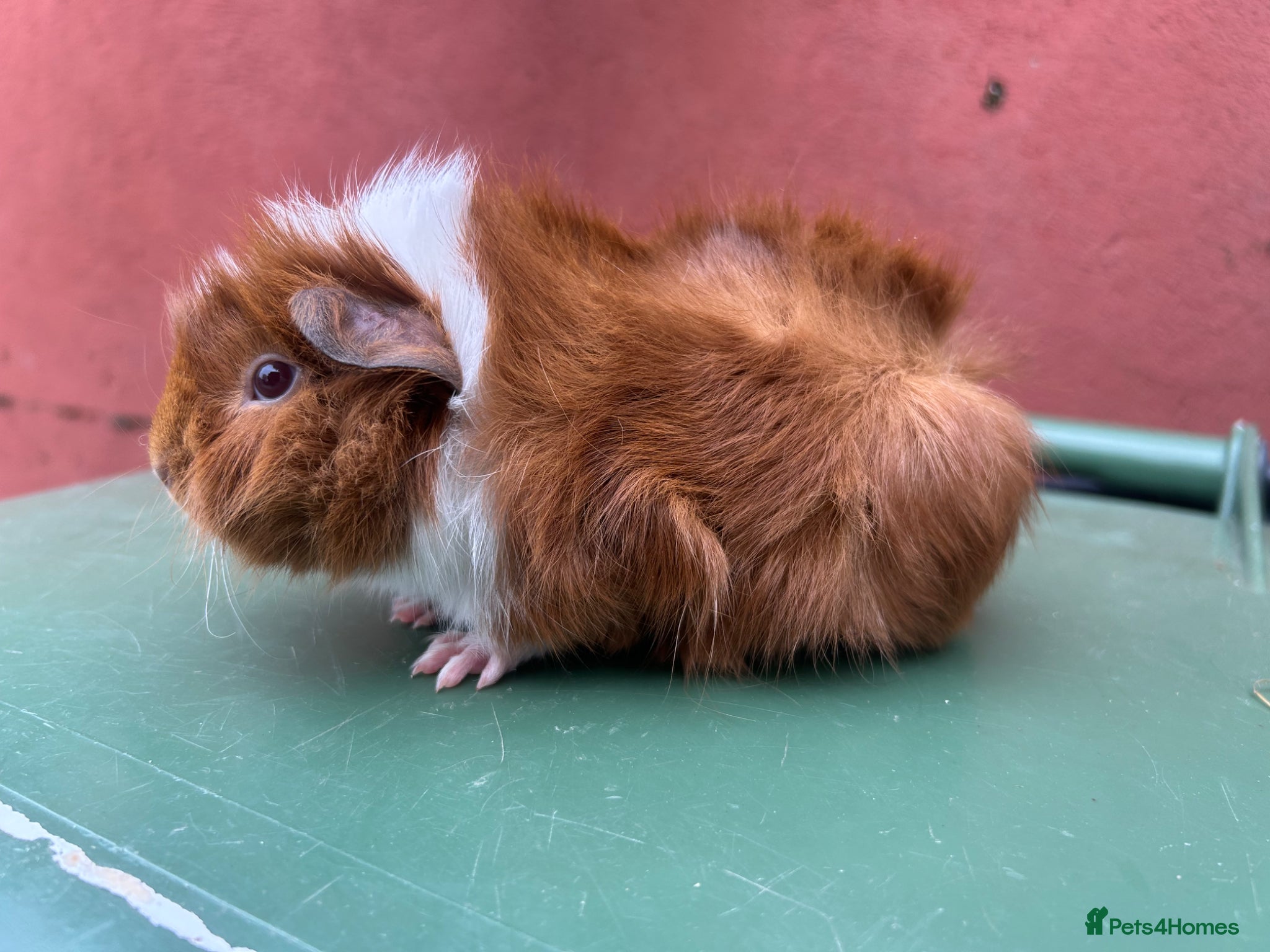 Guinea Pig rodents Baby boar guinea pigs - Advert 1