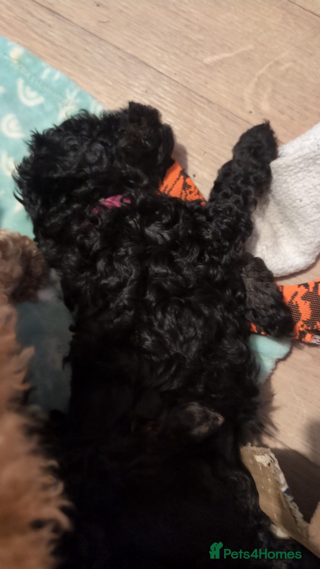 Maltipoo dogs for sale: Lola and Kenny's pups  - Advert 5
