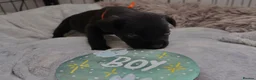 Mixed Breed dogs for sale: Labrador x Fluffy French Bulldog in Sudbury - Advert 6