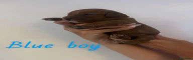 Blue Boy