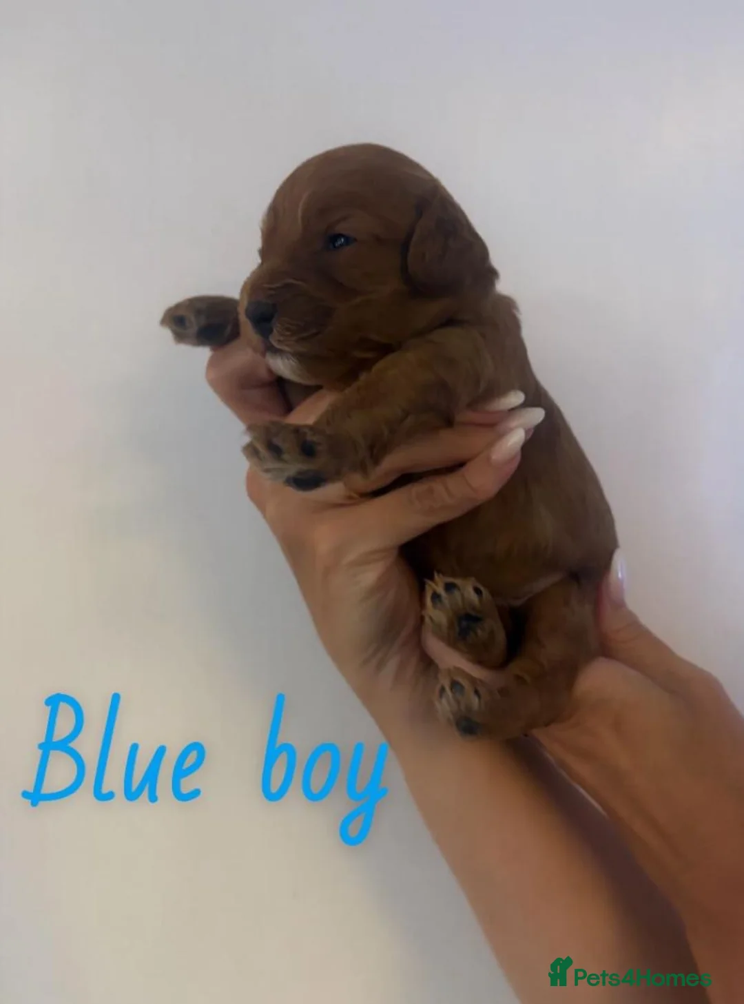 Mixed Breed dogs for sale: Adorable Cavapoo x Cavapoochon Puppies     - Advert 26