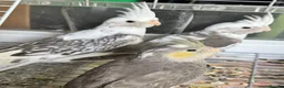 Cockatiels birds for sale: Baby cockatiels for sale - ready to leave now  - Advert 3