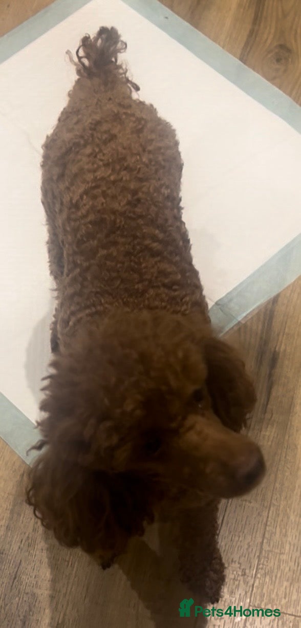 Miniature Poodle dogs DNA health tested miniature poodles - Advert 2