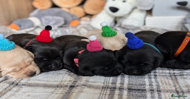 Labrador Retriever dogs - Advert 10