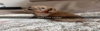 Cocker Spaniel 2
