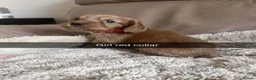 Cocker Spaniel dogs for sale: Kc cocker spaniel puppies  - Advert 8