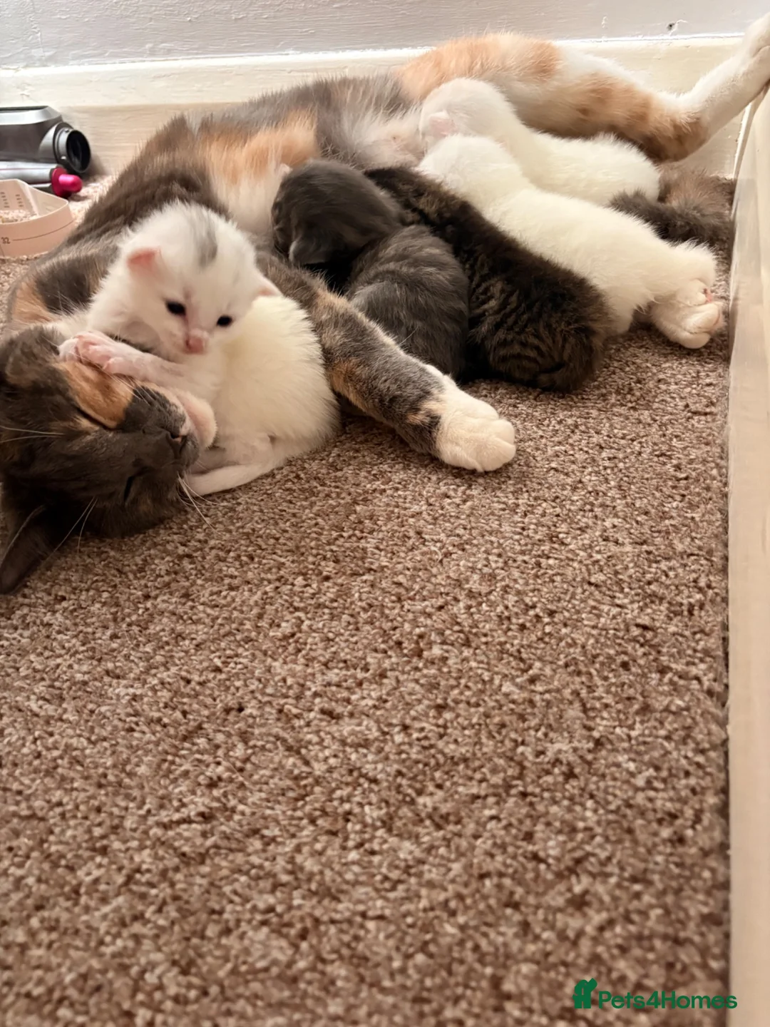 Mixed Breed cats for sale: 4 beautiful healthy kittens  - Advert 2