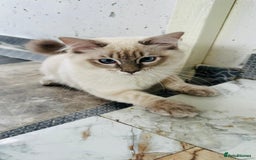 Ragdoll cats for sale: GCCF full pedigree ragdoll kittens  - Image 11