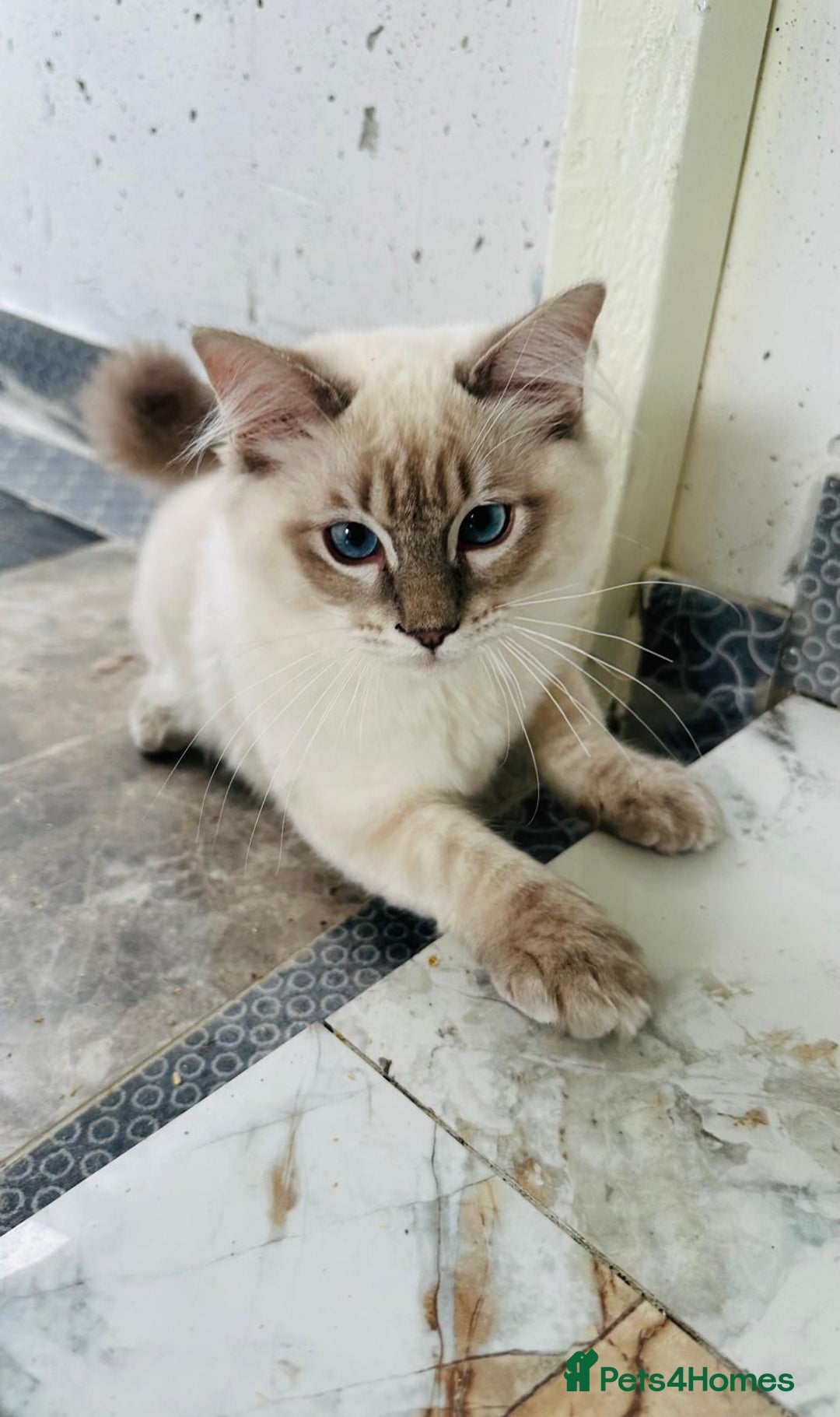 Ragdoll cats for sale: GCCF full pedigree ragdoll kittens  - Image 11