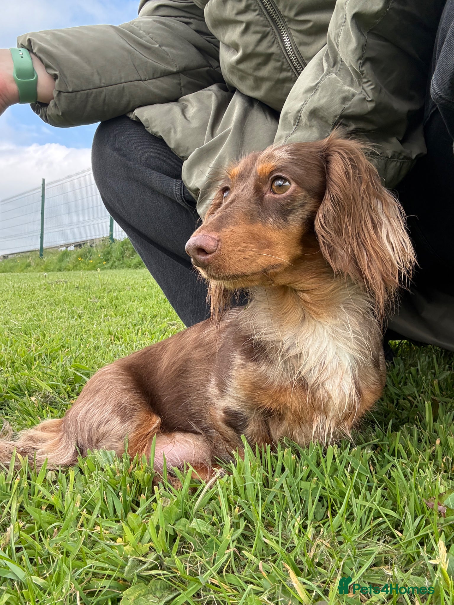 Miniature Dachshund dogs for sale: Beautiful dachshund pups only 2 left - Advert 13