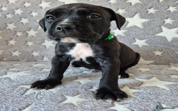 Mixed Breed dogs for sale: Bullmastiff x puppies 🐶  - Advert 10