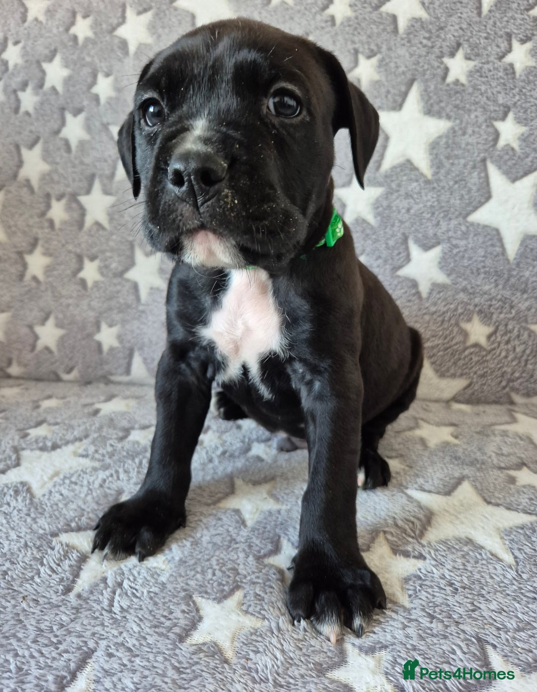 Mixed Breed dogs for sale: Bullmastiff x puppies 🐶  - Advert 10