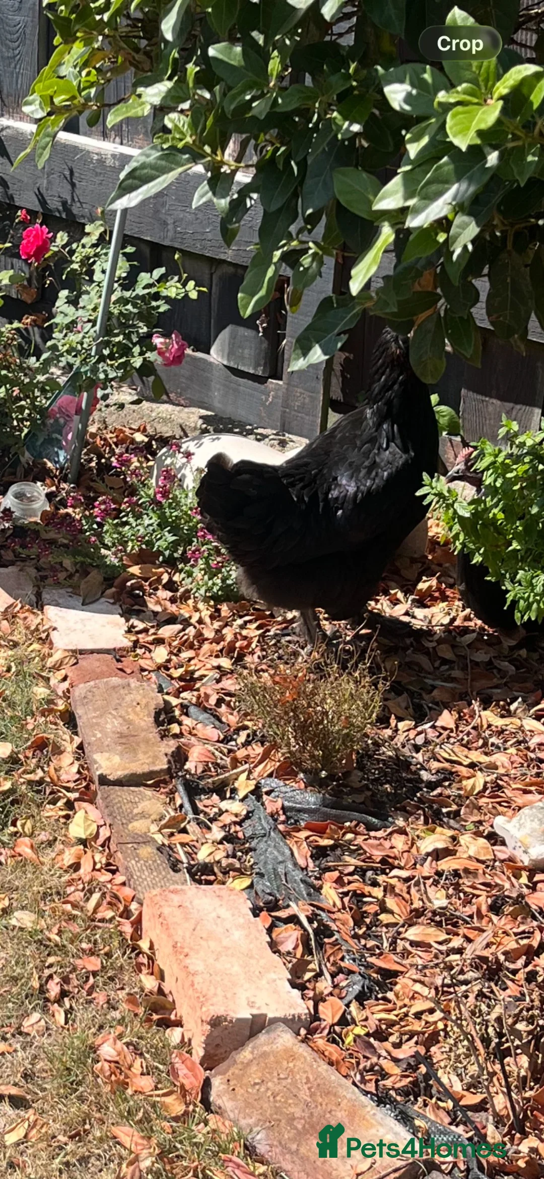 Chickens poultry for sale: 2 x hens for sale POL and 2 lavender Perkins  in Reading - Advert 3