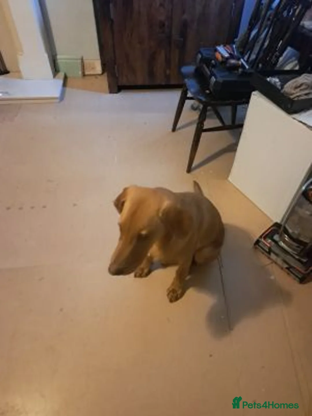 Labrador Retriever dogs for sale: stunning labrador looking for his new home in Birmingham - Advert 2