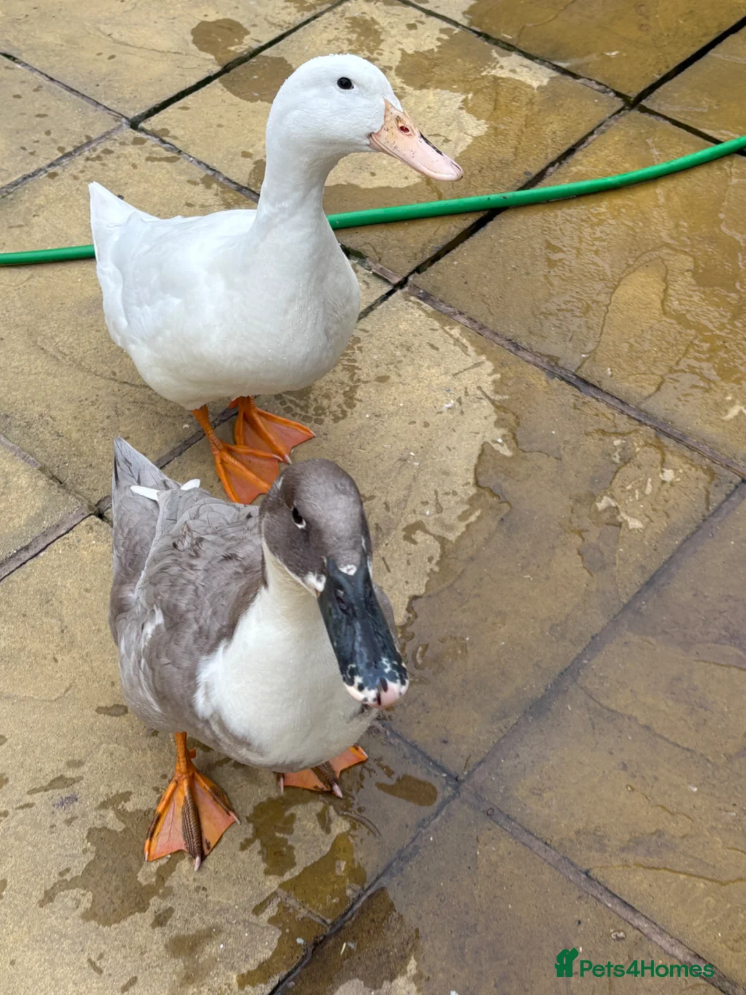 Ducks poultry for sale: 2 female ducks  - Advert 12