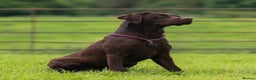 Labrador Retriever dogs for sale: Outstanding Quailty Chocolate Labrador Puppies - Advert 34