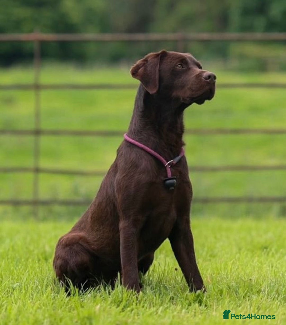Labrador Retriever dogs for sale: Outstanding Quailty Chocolate Labrador Puppies - Advert 34