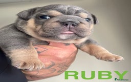 English Bulldog dogs for stud: *RUBBLE* NEBBR beautiful boy - Image 5