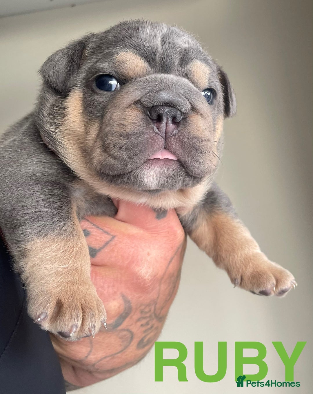 English Bulldog dogs for stud: *RUBBLE* NEBBR beautiful boy - Image 5
