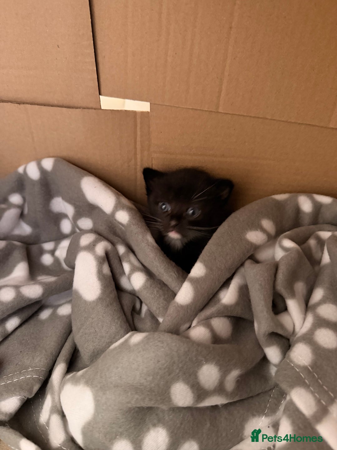 Domestic Shorthair cats for sale: 3 baby kittens ready for  **  eve - Advert 12