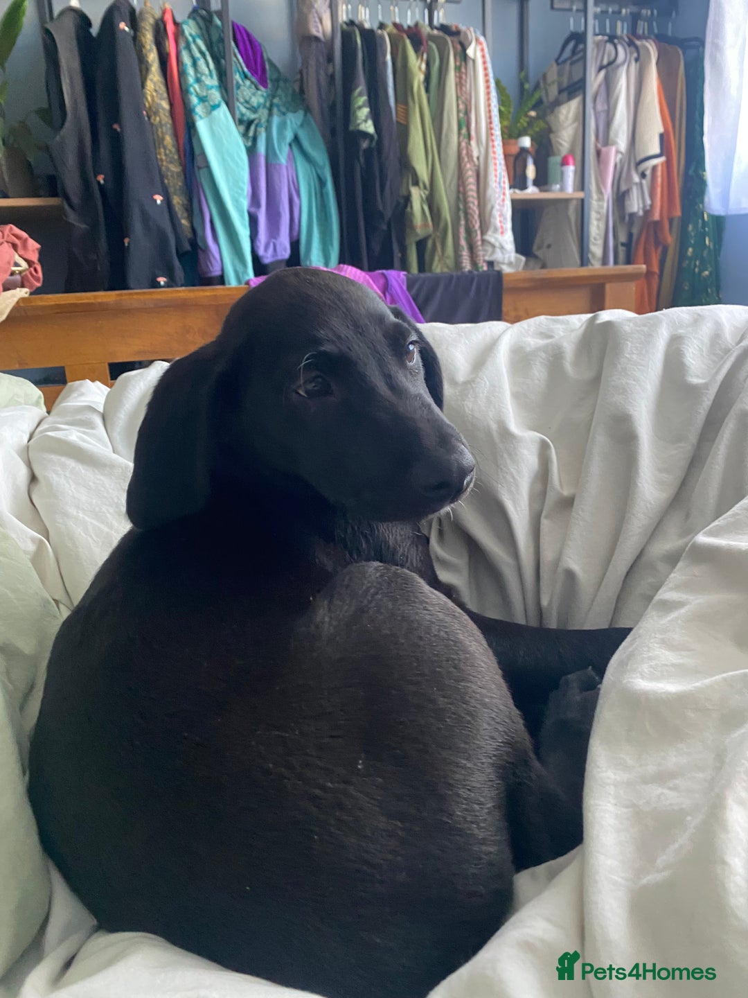 Labrador Retriever dogs for stud: Pip- Purebred Black Labrador Retriever  - Advert 8