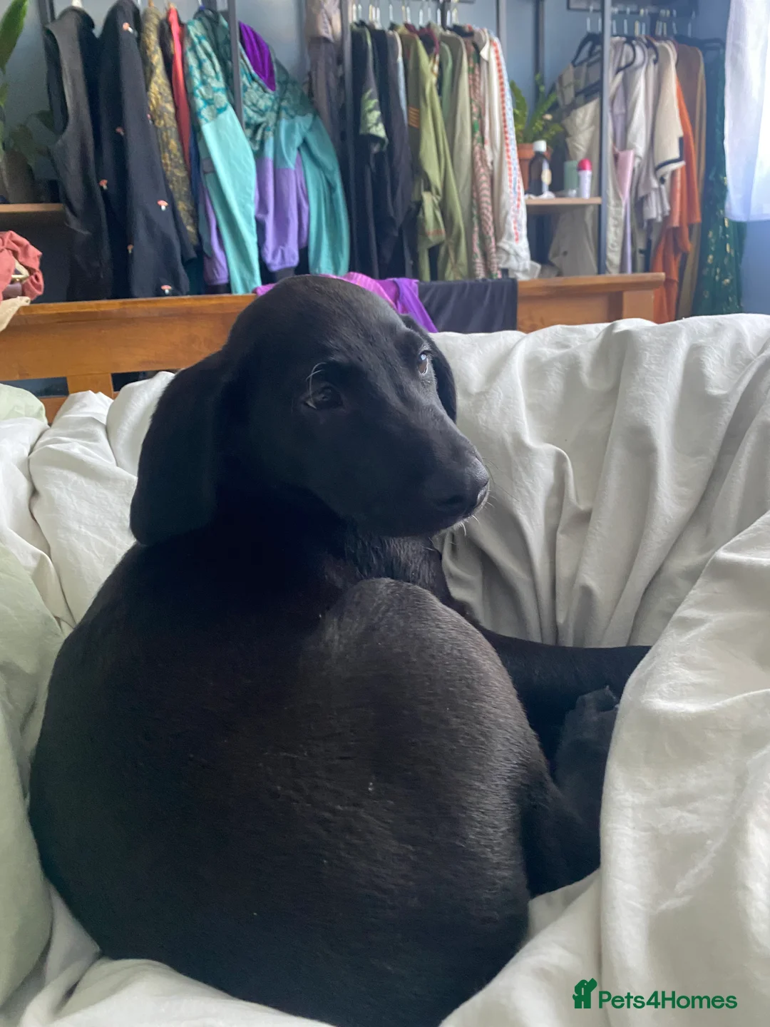 Labrador Retriever dogs for stud: Pip- Purebred Black Labrador Retriever  - Advert 8