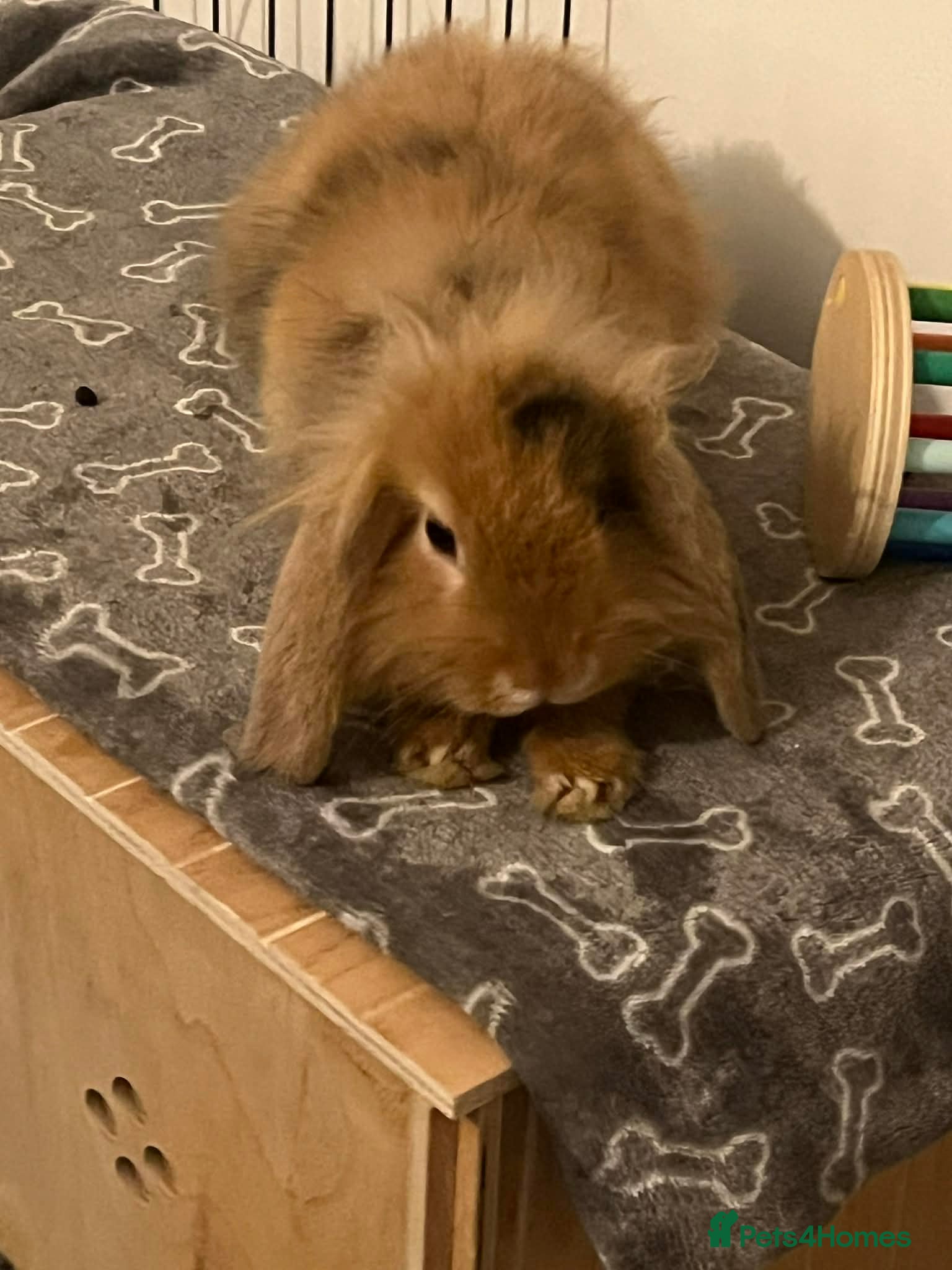 Mini Lion Lop rabbits Mini lion lop rabbit  for sale  - Advert 2