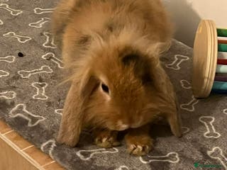 Mini Lion Lop rabbits Mini lion lop rabbit for sale - Advert 4