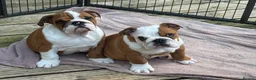 English Bulldog dogs for sale: Beautifully bred English bulldogs  - Advert 6