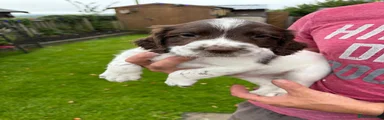 English Springer Spaniel 4