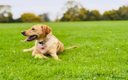 Labradoodle dogs for sale: 2 year old Labrador  - Image 6