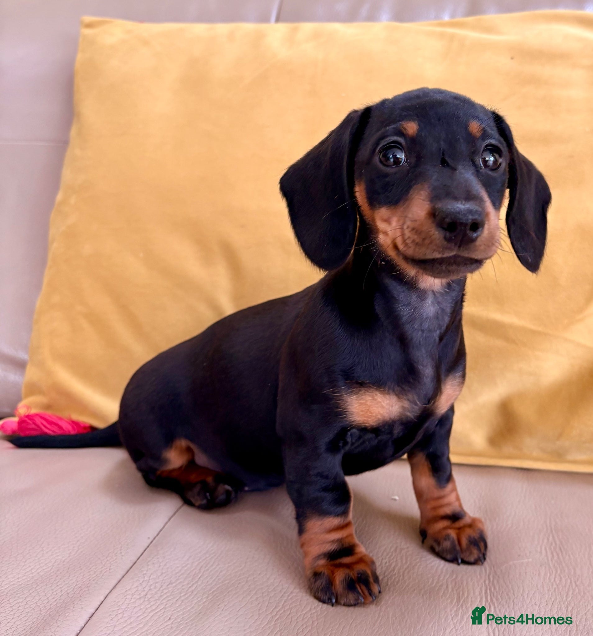 Miniature Dachshund dogs Baby Girl Mabel - Miniature Dachshund  - Advert 16