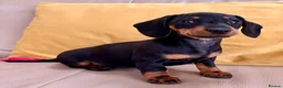 Miniature Dachshund dogs for sale: Baby Girl Mabel - Miniature Dachshund  - Advert 1