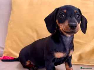 Miniature Dachshund dogs Baby Girl Mabel - Miniature Dachshund - Advert 8