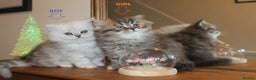 Persian cats for sale: Two Exquisite Persian Chinchilla Doll Face Kittens - Advert 3